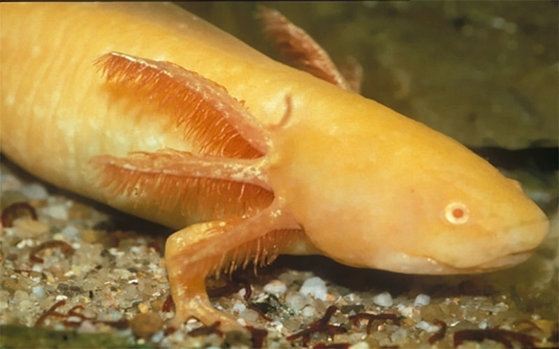 Kỳ Nhông Axolotl vàng toàn thân