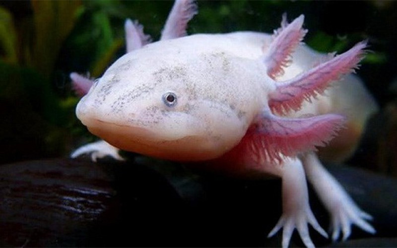 Kỳ Nhông nước Axolotl mình trắng mắt đen
