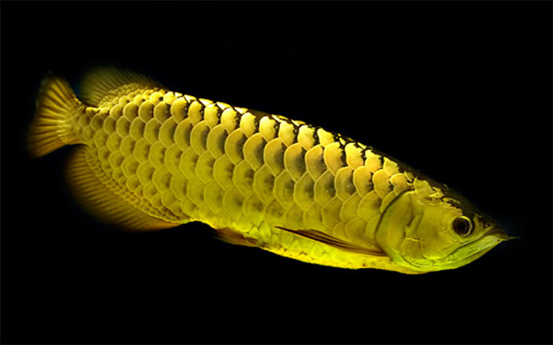 Kim long quá bối cũng là dòng cá được nuôi giống khá nhiều tại Indonesia
