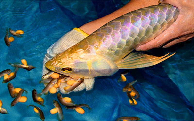 Kỹ thuật nuôi cá rồng sinh sản “tỷ lệ nở cao”, “miễn dịch” tốt.