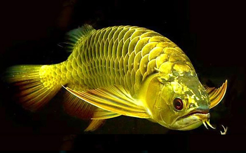 Tìm hiểu về cá Rồng vàng quá bối 24k9999 – Loài cá siêu “chảnh”