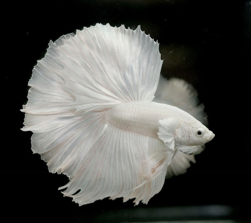 Top 7 loài cá cảnh màu trắng thu hút bạn từ ánh nhìn đầu tiên
