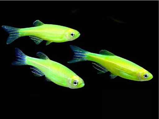 Cá Lóc vây xanh Channa andrao Nguồn gốc và cách chăm sóc