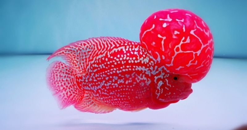 Bật mí Cách nuôi cá La Hán mau lên đầu lên màu đẹp